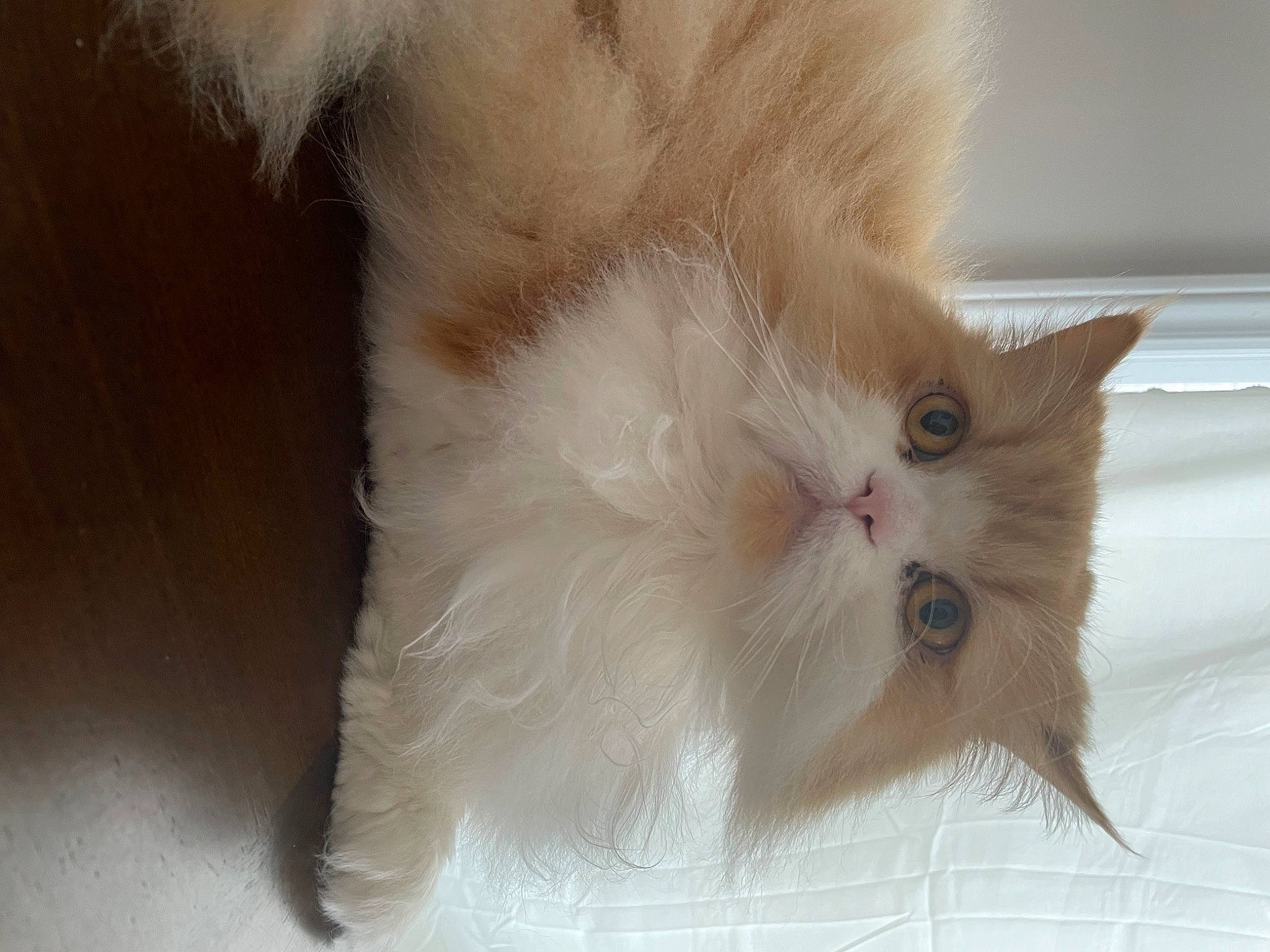 Bandit joined the competition — help win amazing prizes! british_longhair, carnivore, cat, claw, fawn, felidae, fur, paw, persian, small_to_medium_sized_cats, snout, tail, whiskers