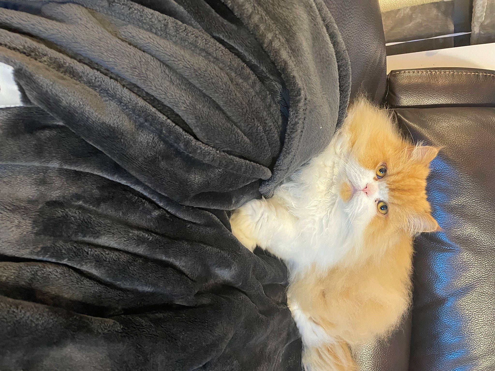 Bandit joined the competition — help win amazing prizes! canidae, carnivore, cat, claw, comfort, domestic_short_haired_cat, eye, fawn, felidae, foot, fur, human_leg, lap, paw, small_to_medium_sized_cats, snout, tail, thigh, whiskers