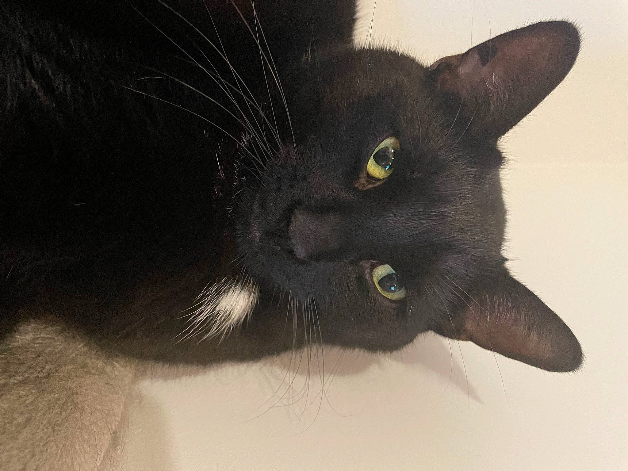 Boo is registered to the contest to win money with this photo: black_cat, bombay, carnivore, cat, claw, domestic_short_haired_cat, felidae, fur, small_to_medium_sized_cats, snout, terrestrial_animal, whiskers