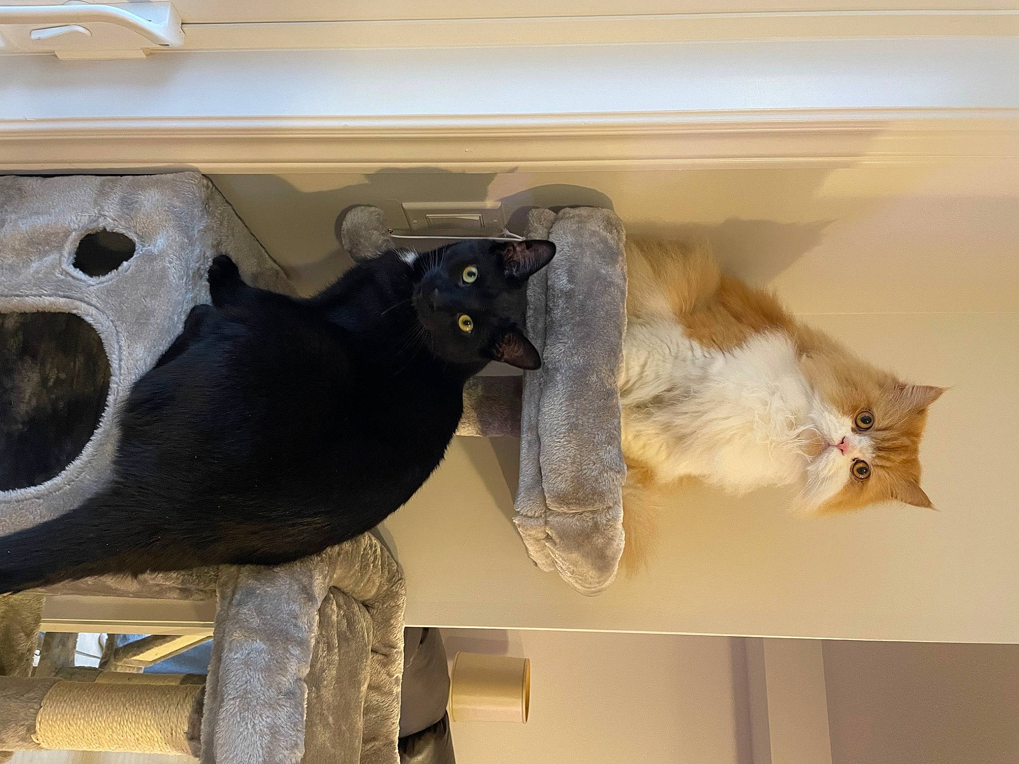 Boo is registered to the contest to win money with this photo: automotive_exterior, bumper, concrete, felidae, floor, flooring, fur, gas, hardwood, mammal, metal, natural_material, room, small_to_medium_sized_cats, tail, wood