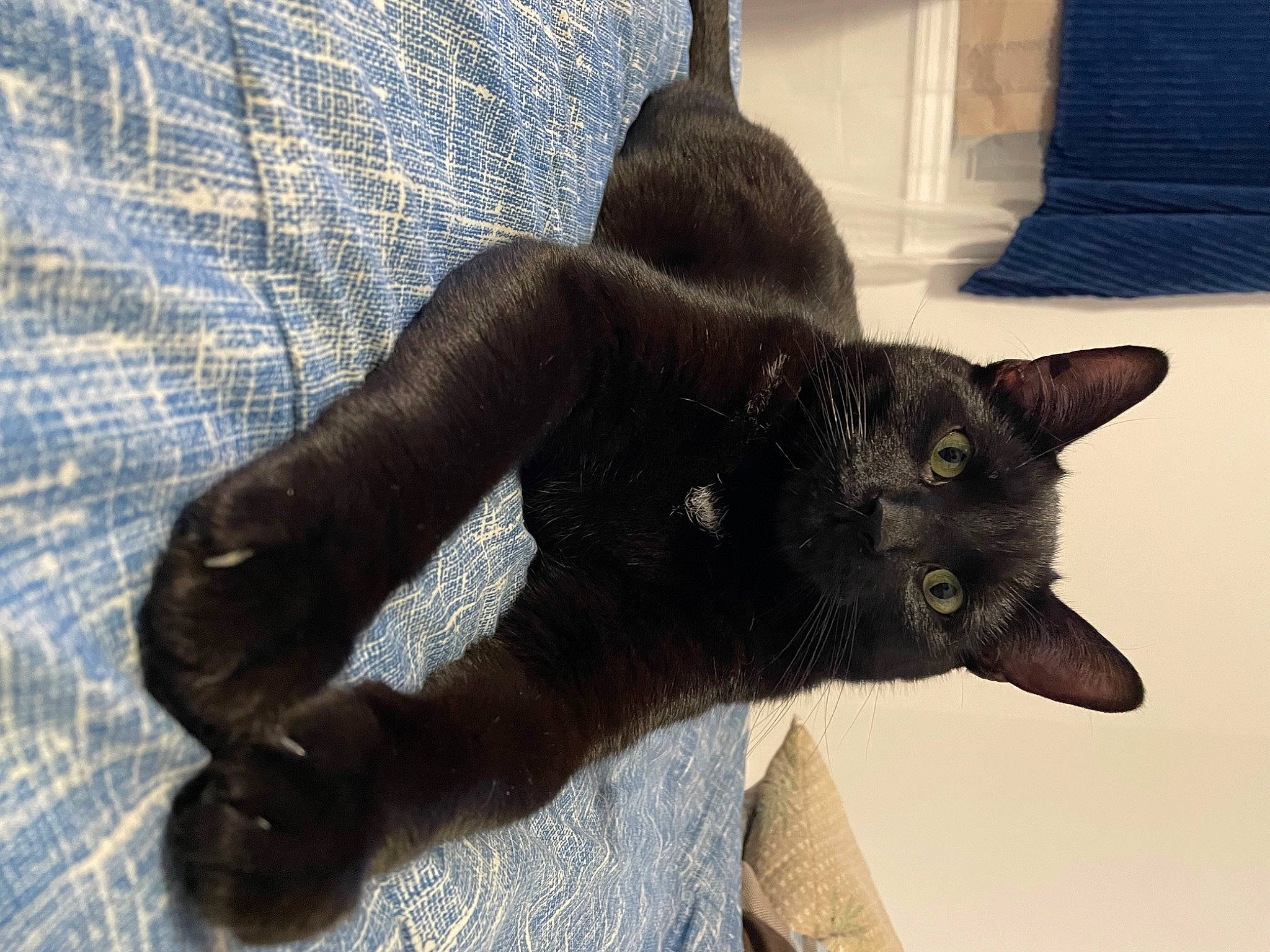 Boo is registered to the contest to win money with this photo: black_cat, bombay, carnivore, cat, claw, comfort, dog_breed, domestic_short_haired_cat, fawn, felidae, foot, fur, gesture, paw, plant, small_to_medium_sized_cats, snout, tail, terrestrial_animal, whiskers