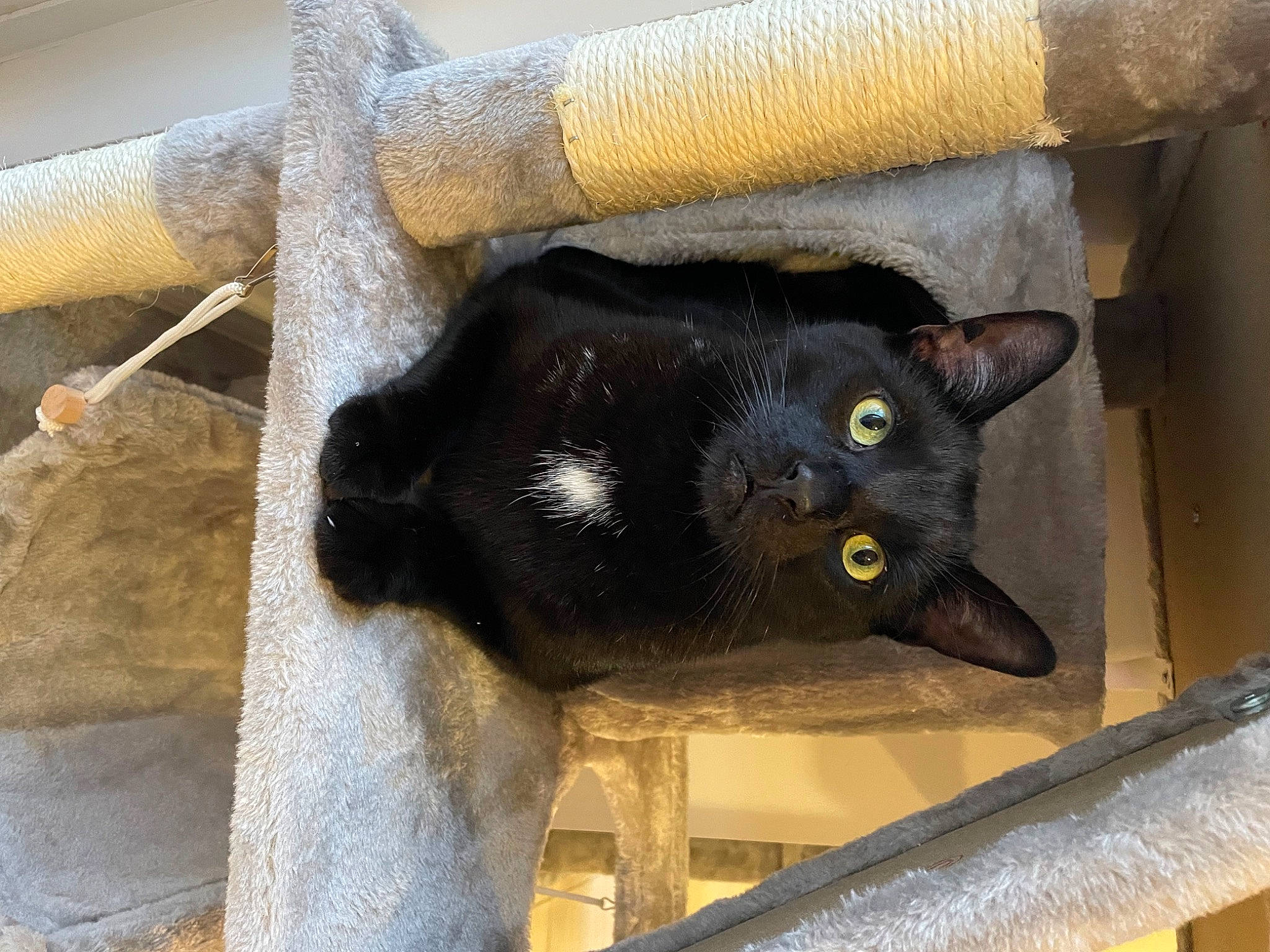 Boo is registered to the contest to win money with this photo: black_cat, bombay, carnivore, cat, cat_supply, domestic_short_haired_cat, felidae, fur, small_to_medium_sized_cats, snout, tail, whiskers, window