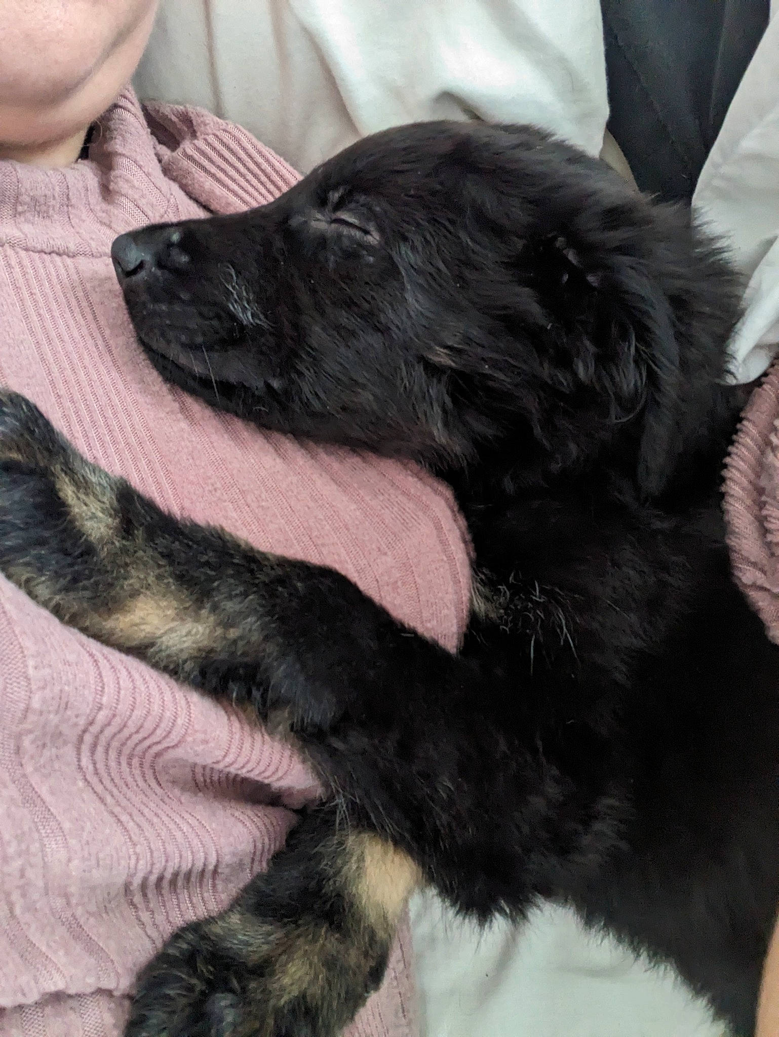 Maggie is registered to the contest to win money with this photo: borador, canidae, carnivore, claw, comfort, companion_dog, dog, dog_breed, dress_shirt, ear, fur, gesture, liver, mammal, paw, snout, sporting_group, vertebrate, whiskers, working_animal