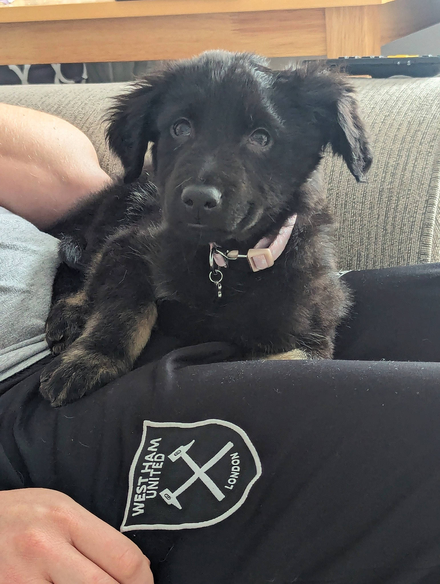 Maggie joined the competition — help win amazing prizes! borador, canidae, carnivore, collar, comfort, companion_dog, couch, dog, dog_breed, dog_collar, fur, logo, puppy, snout, sporting_group, working_animal, working_dog