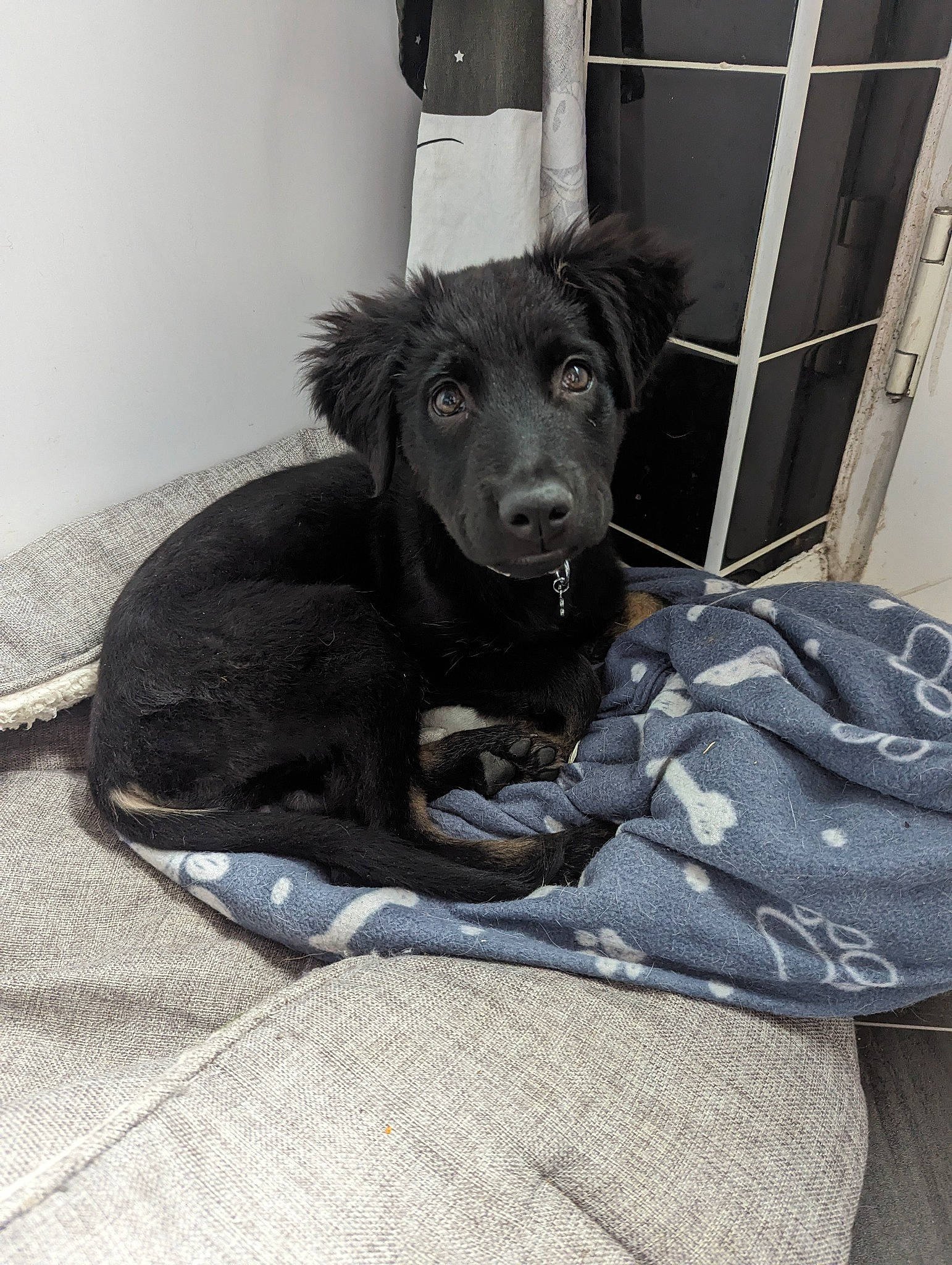 Maggie is registered to the contest to win money with this photo: bed, borador, canidae, carnivore, comfort, companion_dog, dog, dog_breed, dog_supply, fur, guard_dog, linens, liver, non_sporting_group, paw, snout, sporting_group, toy_dog, whiskers, working_animal