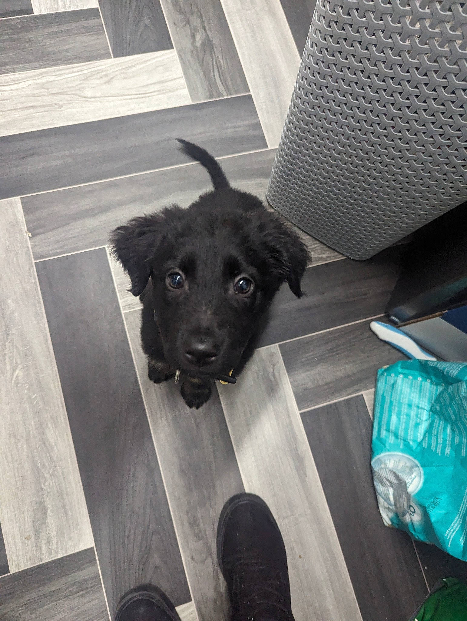 Maggie is registered to the contest to win money with this photo: canidae, carnivore, companion_dog, dog, dog_breed, dog_collar, flooring, fur, hardwood, non_sporting_group, pet_supply, shadow, snout, sporting_group, tail, wood, working_animal