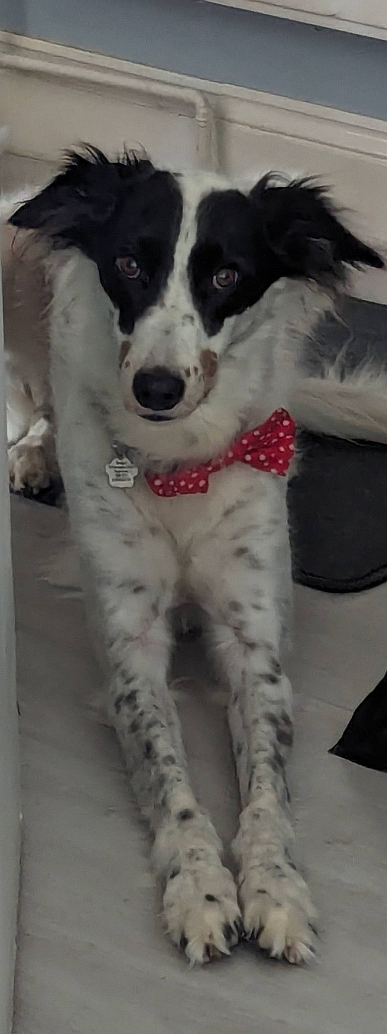 Badger joined the competition — help win amazing prizes! canidae, carnivore, collar, companion_dog, dog, dog_breed, dog_collar, dog_supply, fang, fur, non_sporting_group, pattern, snout, sporting_group, white, working_animal