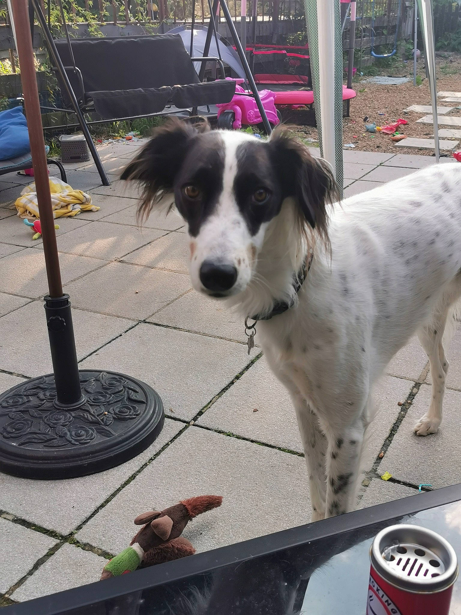 Badger is registered to the contest to win money with this photo: aluminum_can, beverage_can, bucovina_shepherd_dog, canidae, carnivore, chair, companion_dog, dog, dog_breed, fur, gun_dog, plant, road_surface, sidewalk, snout, spaniel, sporting_group, tin, tin_can, working_dog