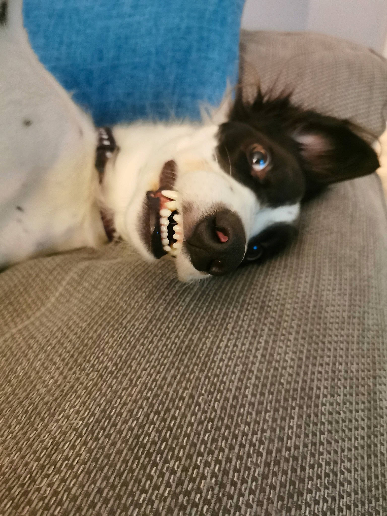 Badger joined the competition — help win amazing prizes! canidae, carnivore, comfort, companion_dog, dog, dog_breed, fawn, felidae, flooring, fur, grey, linens, paw, small_to_medium_sized_cats, snout, sporting_group, tail, whiskers, wood, working_animal