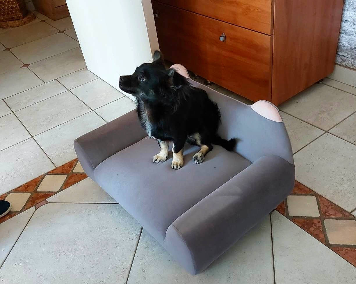Yoda a rejoint le concours — aidez-le/la à gagner de superbes lots ! black, cabinetry, carnivore, chair, comfort, companion_dog, couch, dog, dog_breed, door, drawer, floor, flooring, hardwood, rectangle, sofa_bed, sporting_group, studio_couch, wood, working_animal