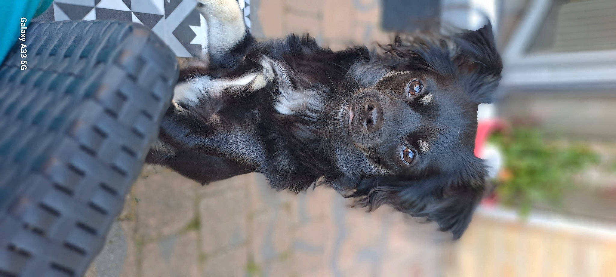 Yoda participe au concours pour gagner de l'argent avec cette photo : canidae, carnivore, claw, companion_dog, dog, dog_breed, fur, liver, paw, puppy, sporting_group, terrestrial_animal, whiskers, wildlife, working_animal