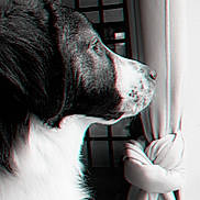 Nin participe au concours pour gagner de l'argent avec cette photo : dog, black_and_white, side_profile, window, curtain, tied_curtain, indoor, pet, looking_out, fur, nostalgic, thoughtful, animal, close_up, portrait, home, quiet, calm, soft_light, retro_effect