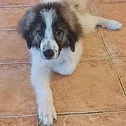 Voyou a rejoint le concours — aidez-le/la à gagner de superbes lots ! puppy, dog, pet, animal, fluffy, white, black, brown, lying_down, floor, tile, cute, young, domestic_animal, canine, fur, portrait, indoor, looking_up, paw