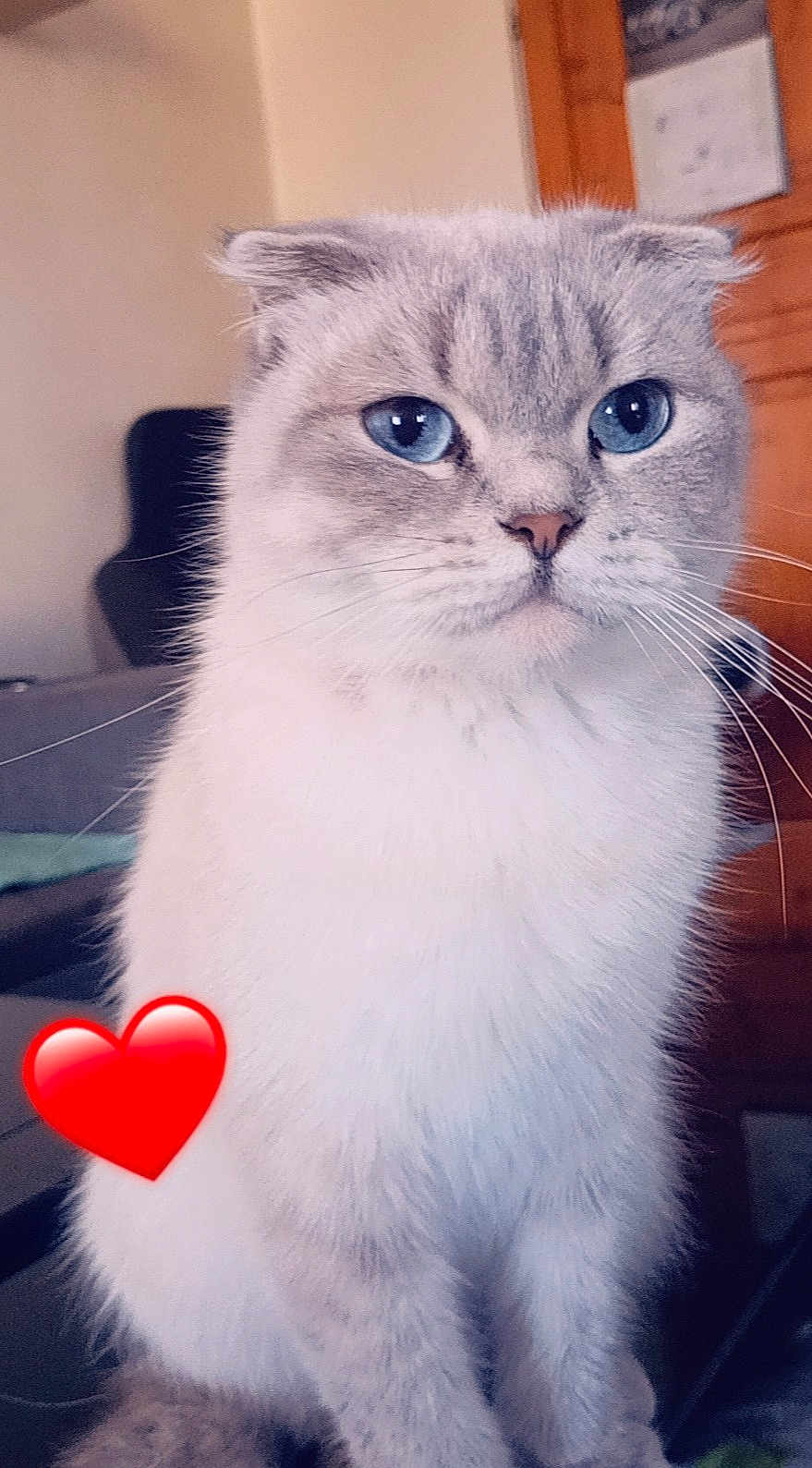 Ninja a rejoint le concours — aidez-le/la à gagner de superbes lots ! cat, blue_eyes, fluffy, white_fur, grey_fur, indoor, furniture, chair, wooden_cabinet, whiskers, pet, animal, cute, portrait, sitting, closeup, heart_emoji, domestic_cat, feline, house_pet