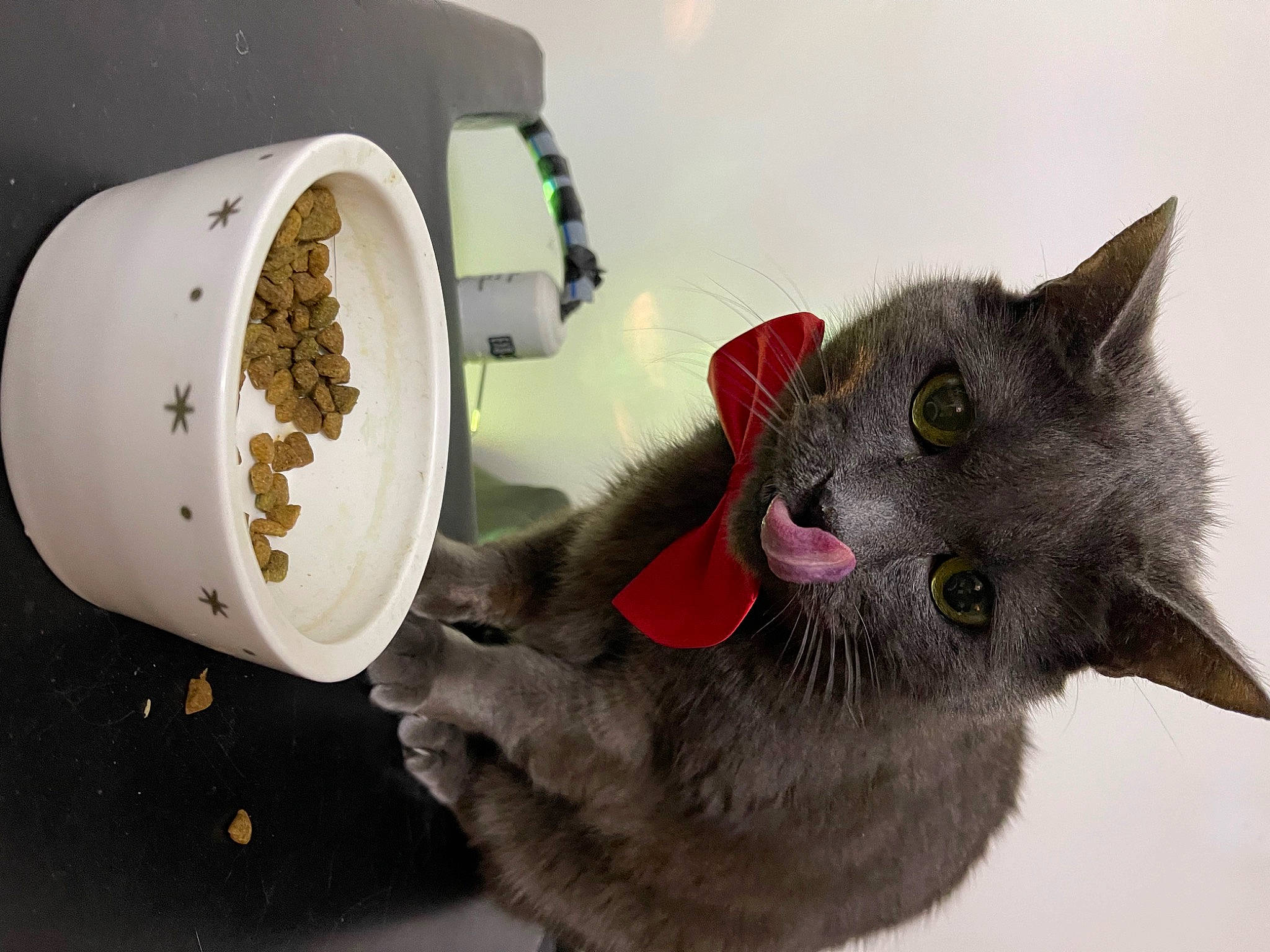 Grigri participe au concours pour gagner de l'argent avec cette photo : carnivore, cat, cat_supply, collar, cup, domestic_short_haired_cat, felidae, gas, home_appliance, kitchen_appliance, mammal, pet_supply, plumbing, plumbing_fixture, russian_blue, small_appliance, small_to_medium_sized_cats, snout, vertebrate, whiskers