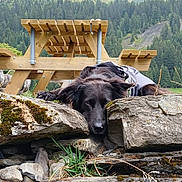 Ona participe au concours pour gagner de l'argent avec cette photo : dog, black_dog, resting, lying_down, rocks, moss, picnic_table, wooden_table, outdoor, forest, trees, mountains, grass, nature, landscape, calm, scenery, animal, pet, relaxing