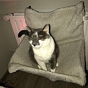 Pépère participe au concours pour gagner de l'argent avec cette photo : asian, bed, carnivore, cat, felidae, furniture, kitten, linens, small_to_medium_sized_cats, snowshoe, tail, whiskers