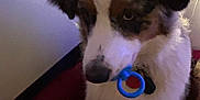Aiko participe au concours pour gagner de l'argent avec cette photo : dog, puppy, toy, blue_ring, pet, indoor, fur, ears, nose, paw, shadow, light, wall, red_surface, collar, cute, animal, pet_bed, furry, companionship
