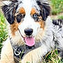 Aiko participe au concours pour gagner de l'argent avec cette photo : dog, puppy, australian_shepherd, grass, outdoor, animal, pet, fur, tongue, happy, eyes, heterochromia, black_nose, ears, collar, lying_down, nature, cute, mammal, canine