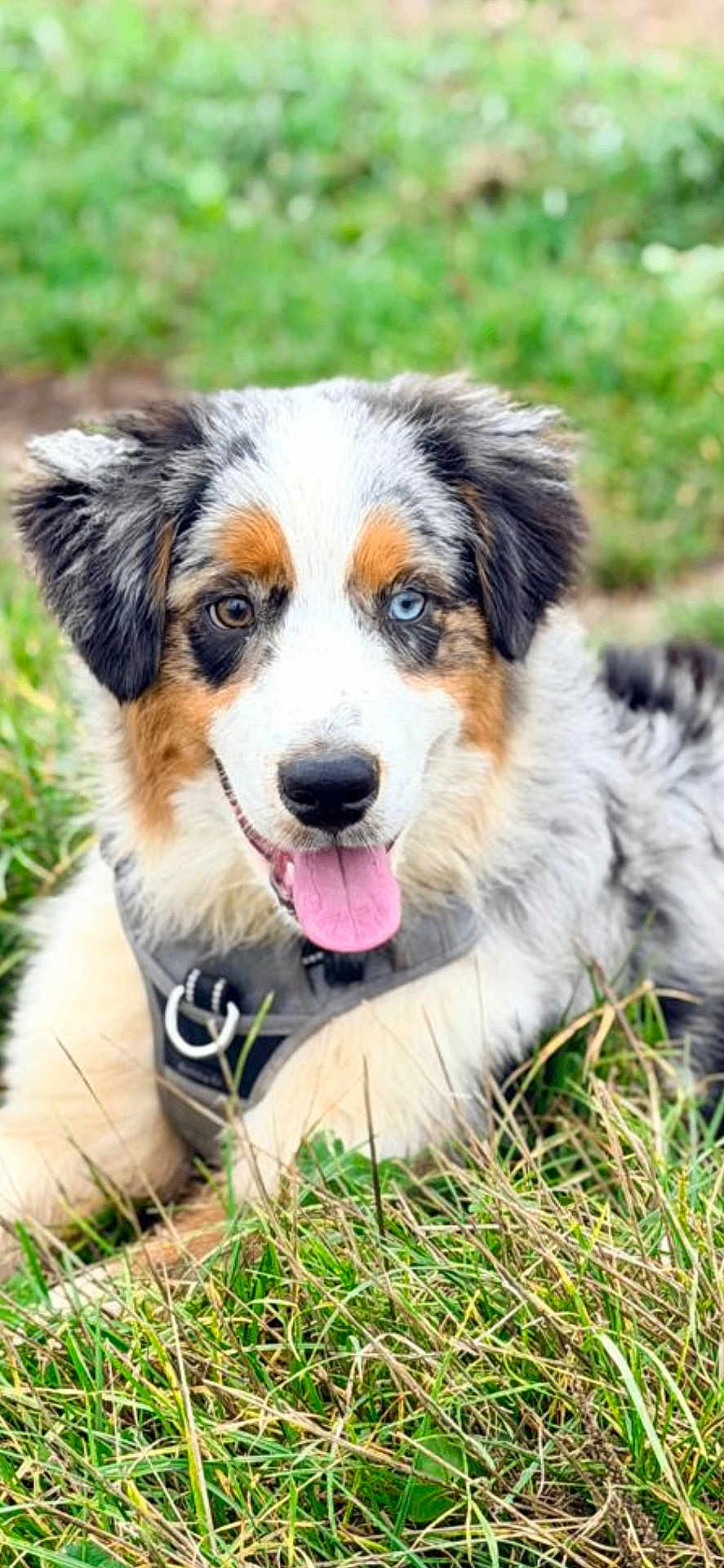 Aiko participe au concours pour gagner de l'argent avec cette photo : dog, puppy, australian_shepherd, grass, outdoor, animal, pet, fur, tongue, happy, eyes, heterochromia, black_nose, ears, collar, lying_down, nature, cute, mammal, canine
