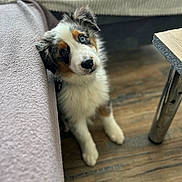 Aiko participe au concours pour gagner de l'argent avec cette photo : puppy, dog, tricolor, blue_eye, curious, indoor, wooden_floor, couch, blanket, table_leg, pet, fur, sitting, young_dog, domestic_animal, cute, animal, companion, furniture, flooring