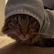 Milo joined the competition — help win amazing prizes! cat, close_up, clothing, couch, cozy, eyes, face, feline, furniture, gray, indoors, knitted_hat, long_hair, pet, portrait, serious, sitting, sweater, tabby, whiskers