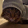 cat, close_up, clothing, couch, cozy, eyes, face, feline, furniture, gray, indoors, knitted_hat, long_hair, pet, portrait, serious, sitting, sweater, tabby, whiskers