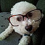 dog, white_dog, curly_fur, glasses, tortoiseshell_glasses, pet, cute, closeup, animal, indoor, sofa, blanket, paw_prints, portrait, face, eyes, nose, fur, relaxed, companion