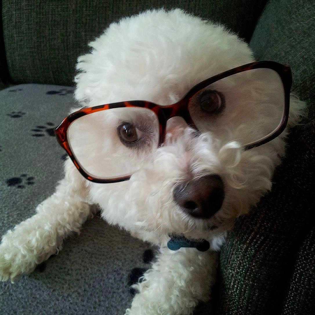 Jacob joined the competition — help win amazing prizes! dog, white_dog, curly_fur, glasses, tortoiseshell_glasses, pet, cute, closeup, animal, indoor, sofa, blanket, paw_prints, portrait, face, eyes, nose, fur, relaxed, companion