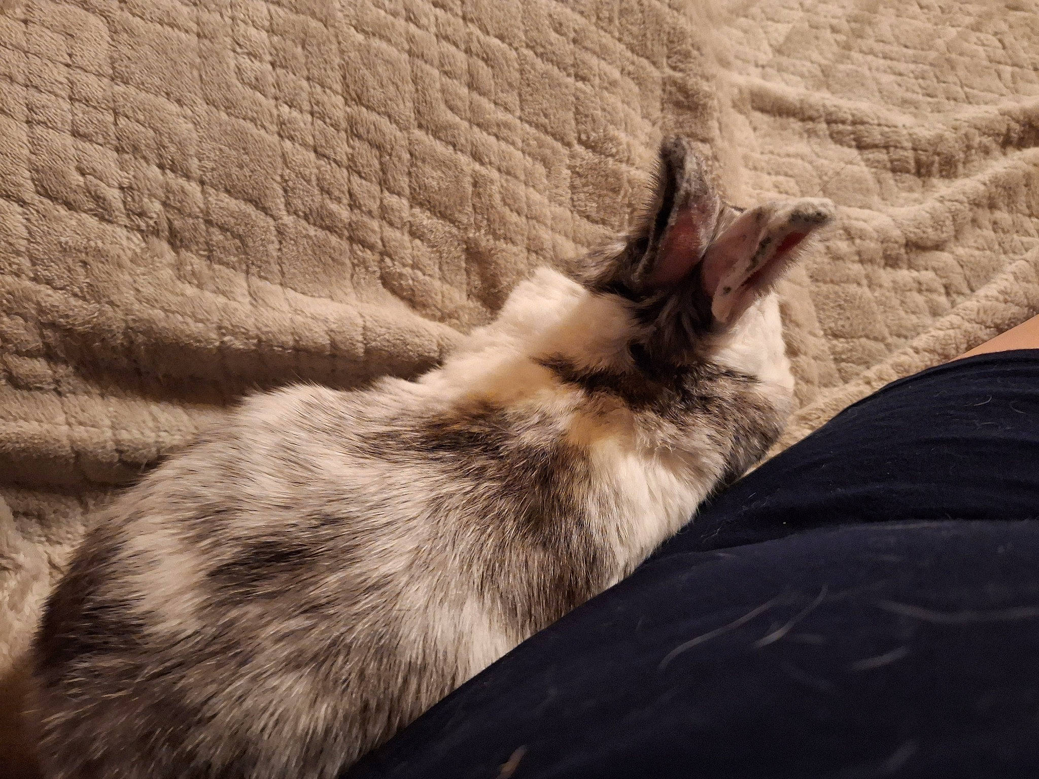 Lamon participe au concours pour gagner de l'argent avec cette photo : canidae, carnivore, cat, claw, cloud, comfort, dog_breed, domestic_short_haired_cat, fawn, felidae, fur, human_leg, mammal, paw, small_to_medium_sized_cats, sporting_group, tail, terrestrial_animal, whiskers, wood