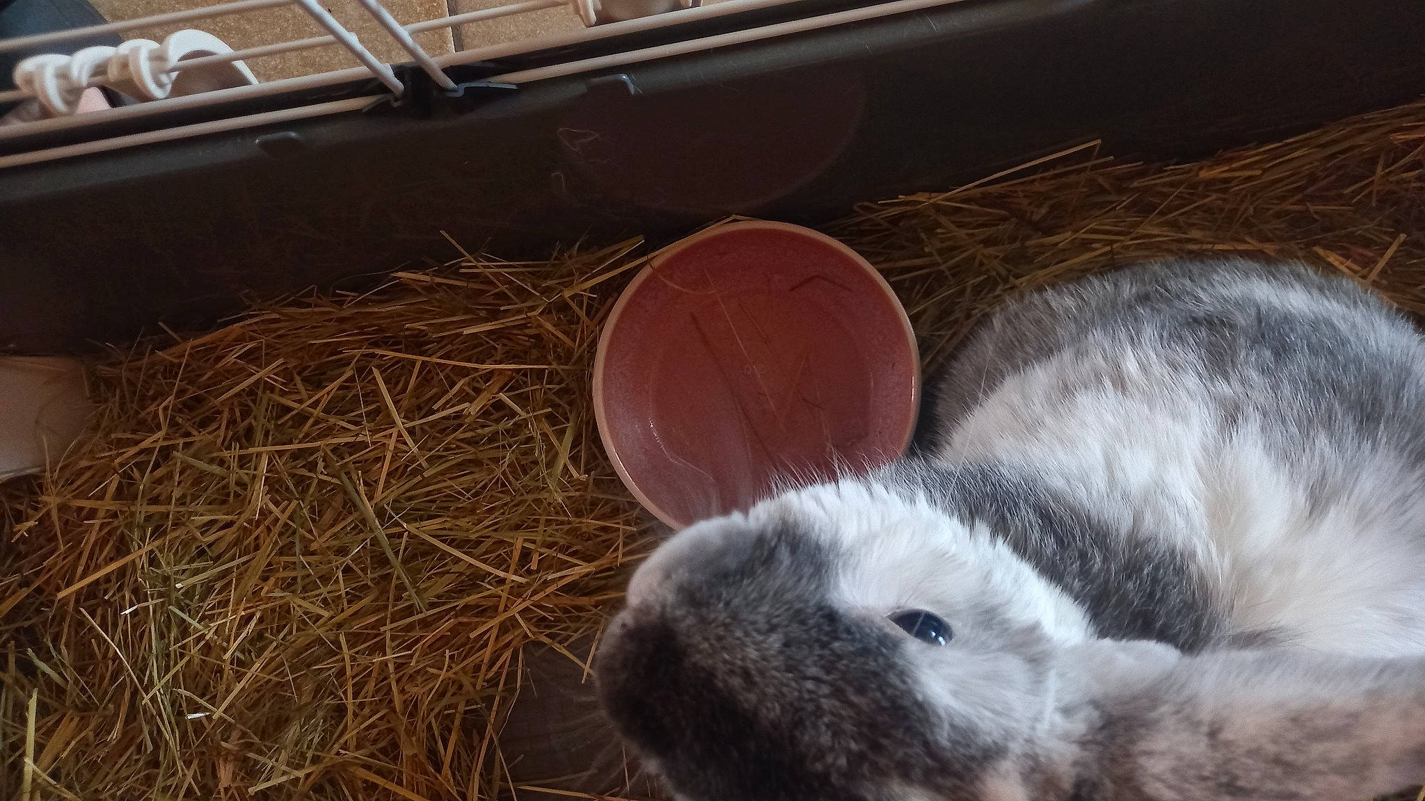 Lamon participe au concours pour gagner de l'argent avec cette photo : animal_shelter, arctic_hare, comfort, domestic_rabbit, fur, grass, hare, hay, home_appliance, kitchen_appliance, livestock, mammal, rabbit, rabbits_and_hares, snout, straw, terrestrial_animal, whiskers, wood