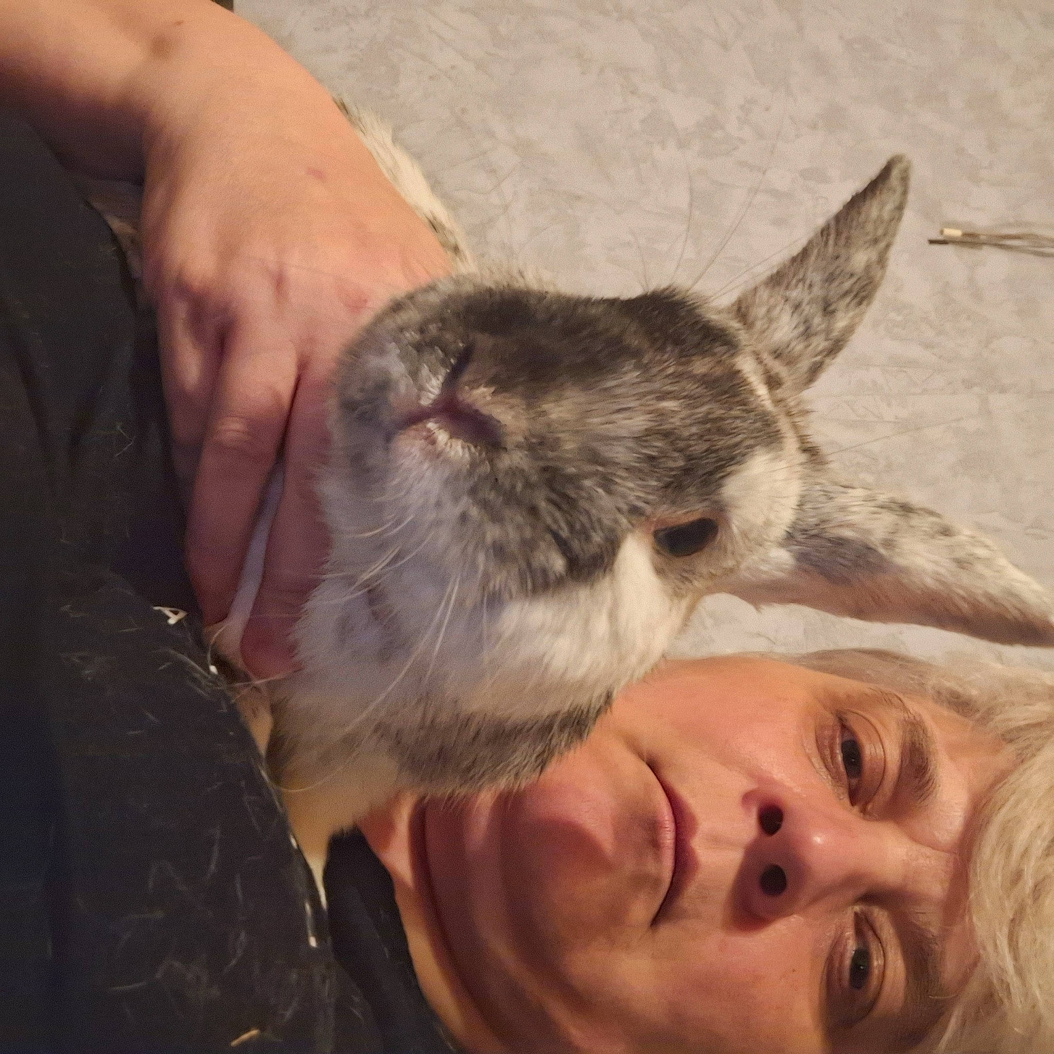 Lamon participe au concours pour gagner de l'argent avec cette photo : beard, canidae, carnivore, cat, companion_dog, dog_breed, domestic_short_haired_cat, eyelash, fawn, felidae, flesh, fur, gesture, happy, paw, small_to_medium_sized_cats, snout, sporting_group, whiskers, wildlife_biologist