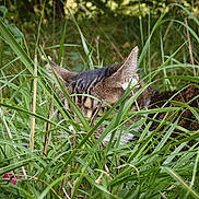 Una a rejoint le concours — aidez-le/la à gagner de superbes lots ! animal, camouflage, cat, closeup, ears, eye, feline, flower, grass, greenery, hidden, hunting, mammal, nature, outdoor, pet, plant, quiet, tabby, wildlife