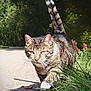 animal, cat, close_up, curious, daylight, feline, flower, grass, greenery, mammal, nature, outdoor, path, pet, shadow, sunlight, tabby_cat, tail, walking, whiskers