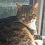 animal, cat, closeup, curious, daylight, domestic, feline, fur, green_eyes, house, indoor, looking, mammal, pet, portrait, resting, sunlight, tabby_cat, whiskers, window