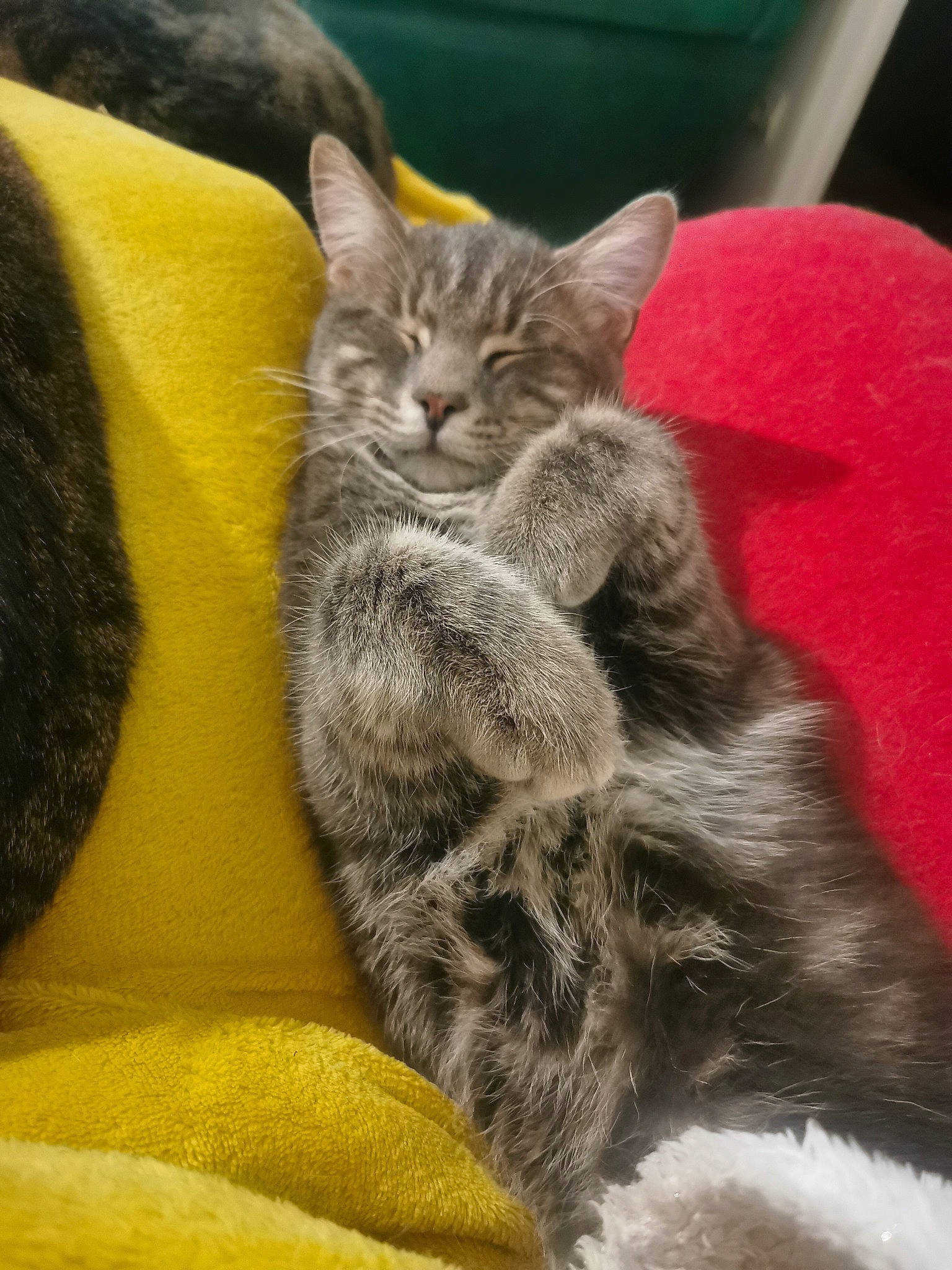 Pahco a rejoint le concours — aidez-le/la à gagner de superbes lots ! carnivore, cat, chartreux, claw, comfort, domestic_short_haired_cat, felidae, fur, grey, nap, paw, sitting, small_to_medium_sized_cats, snout, tail, whiskers, window