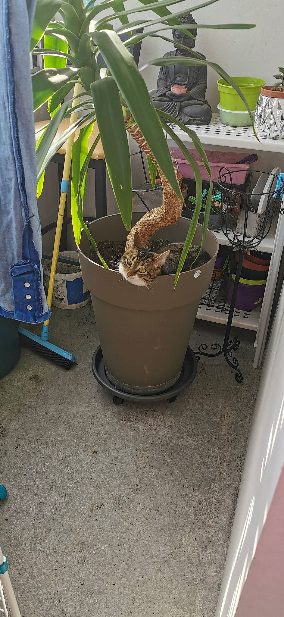 Cléo participe au concours pour gagner de l'argent avec cette photo : flower, flowerpot, houseplant, nepenthes, plant