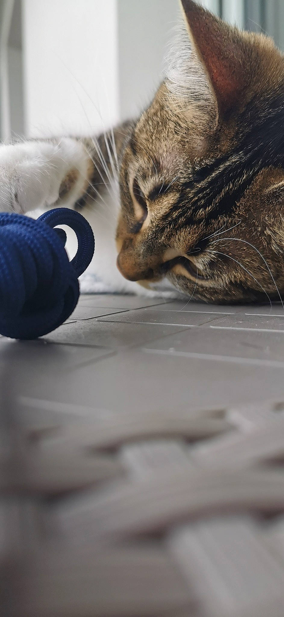 Cléo a rejoint le concours — aidez-le/la à gagner de superbes lots ! american_shorthair, asian, bengal, carnivore, cat, domestic_short_haired_cat, dragon_li, european_shorthair, felidae, fur, kitten, paw, small_to_medium_sized_cats, snout, tabby_cat, whiskers