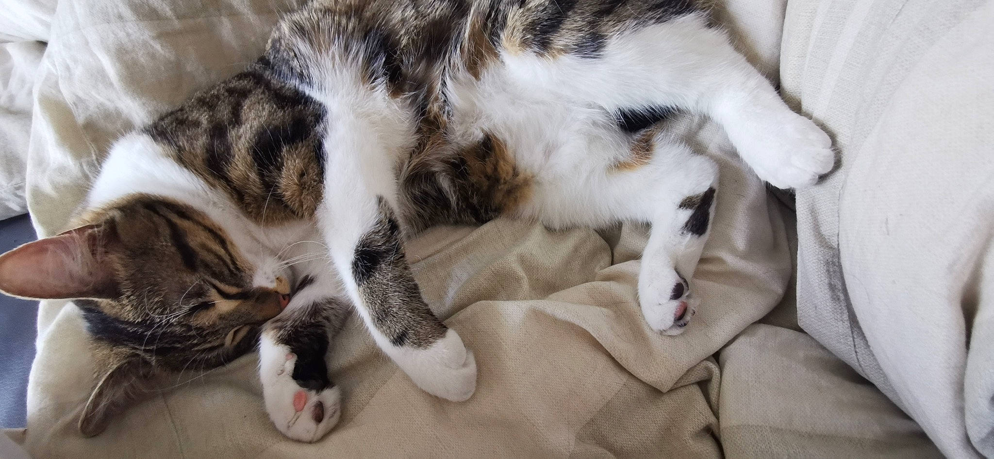 Cléo a rejoint le concours — aidez-le/la à gagner de superbes lots ! aegean_cat, american_shorthair, american_wirehair, carnivore, cat, claw, domestic_short_haired_cat, european_shorthair, felidae, fur, kitten, nap, norwegian_forest_cat, paw, polydactyl_cat, sleep, small_to_medium_sized_cats, snout, tabby_cat, whiskers