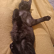 Berlioz participe au concours pour gagner de l'argent avec cette photo : cat, black_cat, feline, pet, animal, lying_down, relaxed, cozy, blanket, indoor, fur, whiskers, paw, cute, sleepy, resting, domestic_animal, soft, comfort, yellow