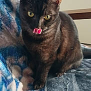 Berlioz a rejoint le concours — aidez-le/la à gagner de superbes lots ! animal, black_cat, blanket, cat, chair, close_up, cozy, cute, domestic_cat, feline, fur, furniture, indoor, pet, resting, sitting, soft_texture, tongue_out, whiskers, yellow_eyes