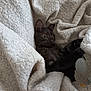 Berlioz participe au concours pour gagner de l'argent avec cette photo : black_kitten, cat, kitten, playful, blanket, soft_toy, cozy, indoor, pet, fur, whiskers, curious, paws, animal, cute, relaxed, texture, fabric, sleepy, small