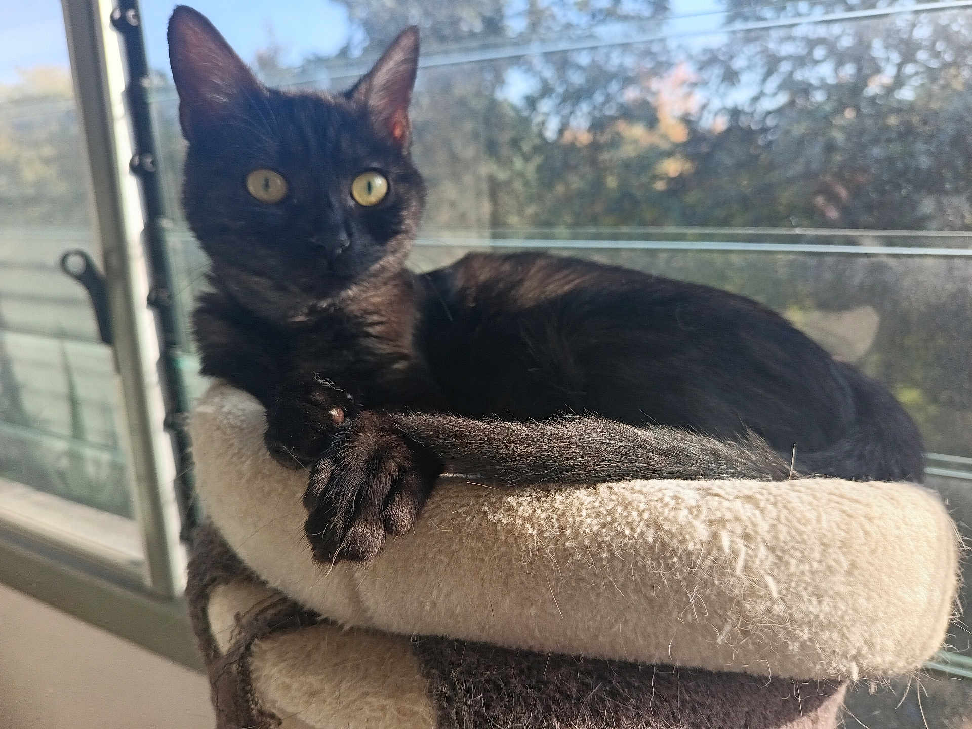 Berlioz