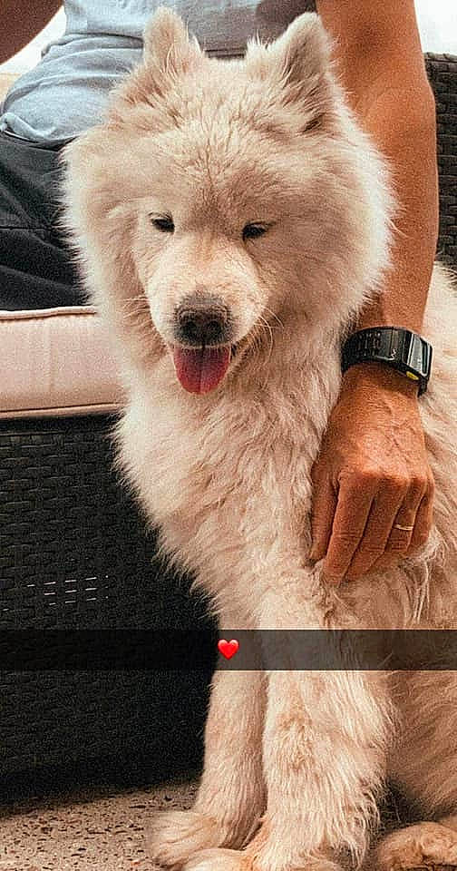 Denka participe au concours pour gagner de l'argent avec cette photo : carnivore, claw, companion_dog, dog, dog_breed, drink, fang, fur, happy, paw, polar_bear, snout, terrestrial_animal, watch, water, working_animal