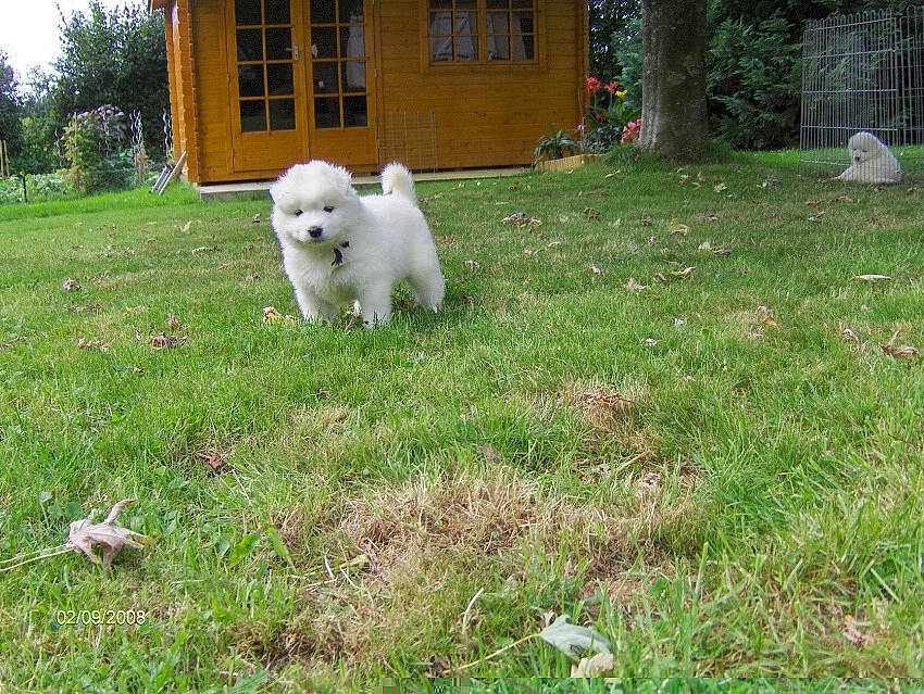 Denka participe au concours pour gagner de l'argent avec cette photo : ball, building, carnivore, companion_dog, dog, dog_breed, fawn, garden, grass, grass_family, grassland, lawn, pasture, plant, rabbits_and_hares, snout, sporting_group, tail, tree, window