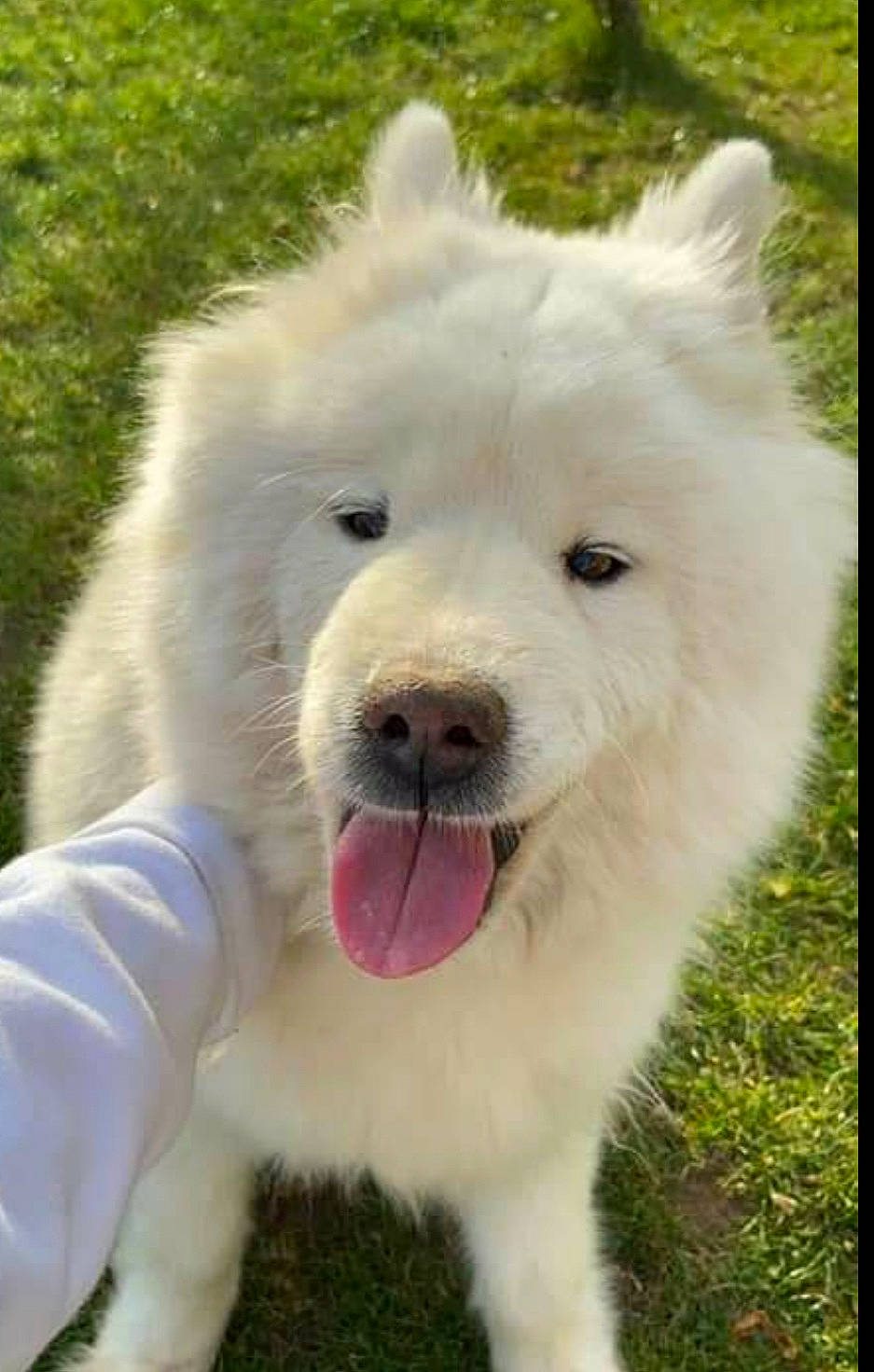 Denka a rejoint le concours — aidez-le/la à gagner de superbes lots ! biting, canidae, carnivore, collar, companion_dog, dog, dog_breed, dog_collar, fang, fur, grass, non_sporting_group, plant, puppy, sporting_group, tail, terrestrial_animal, water, working_animal, working_dog