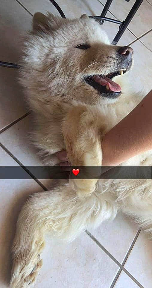 Denka a rejoint le concours — aidez-le/la à gagner de superbes lots ! canidae, carnivore, collar, companion_dog, dog, dog_breed, dog_collar, dog_supply, fawn, fur, german_spitz, german_spitz_mittel, gesture, jaw, paw, snout, spitz, sporting_group, volpino_italiano, whiskers