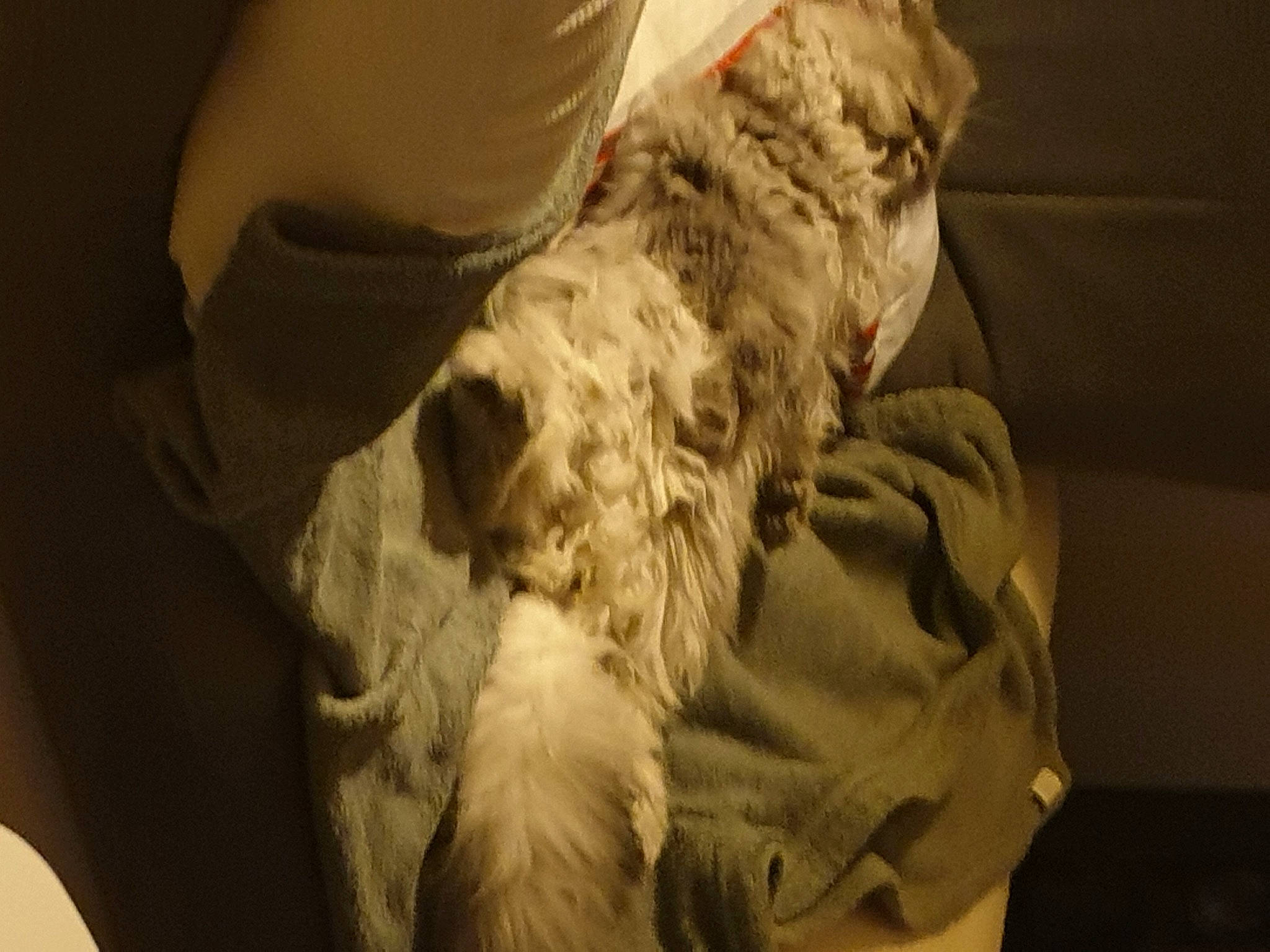 Roméo a rejoint le concours — aidez-le/la à gagner de superbes lots ! carnivore, child, comfort, companion_dog, dog, dog_breed, felidae, fur, goldendoodle, linens, monochrome, non_sporting_group, room, sculpture, small_to_medium_sized_cats, sporting_group, toy_dog, whiskers