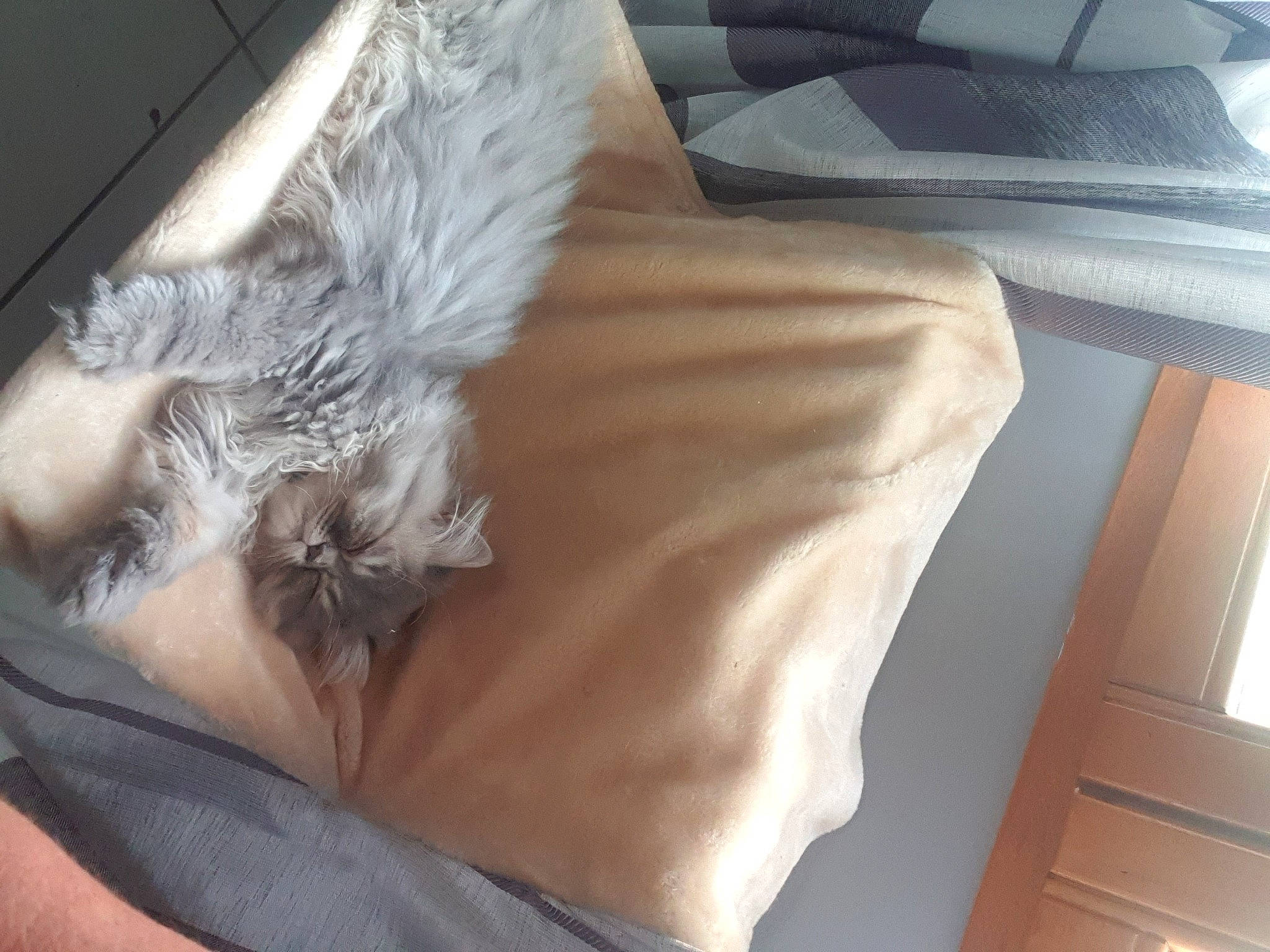 Roméo participe au concours pour gagner de l'argent avec cette photo : bag, bed, car_seat, carnivore, chair, comfort, couch, dress, feather, felidae, fur, human_leg, leg, linens, personal_luxury_car, shorts, tail, thigh, vehicle_door, wing