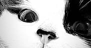 Surprise participe au concours pour gagner de l'argent avec cette photo : cat, close_up, black_and_white, whiskers, face, eyes, nose, fur, pet, animal, curious, portrait, macro, cute, feline, muzzle, expression, indoor, soft, sharp